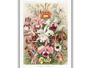 Reprodukcija Vintažinė botanika: Orchidėjos, 60x80 cm kaina ir informacija | Reprodukcijos, paveikslai | pigu.lt