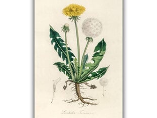 Reprodukcija Vintažinė botanika: Kiaulpienė, 100x70 cm kaina ir informacija | Reprodukcijos, paveikslai | pigu.lt