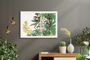 Reprodukcija Vintažinė botanika: Lubinai, 30x40 cm kaina ir informacija | Reprodukcijos, paveikslai | pigu.lt