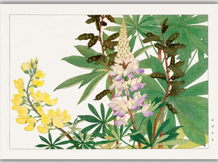 Reprodukcija Vintažinė botanika: Lubinai, 60x80 cm kaina ir informacija | Reprodukcijos, paveikslai | pigu.lt