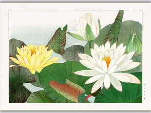 Репродукция Винтажная ботаника: Лотос, 30x40 см цена и информация | Репродукции, картины | pigu.lt
