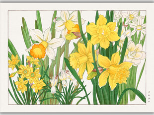 Reprodukcija Vintažinė botanika: Narcizai, 30x40 cm kaina ir informacija | Reprodukcijos, paveikslai | pigu.lt