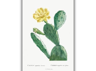 Reprodukcija Vintažinė botanika: Opuncija, 30x40 cm kaina ir informacija | Reprodukcijos, paveikslai | pigu.lt