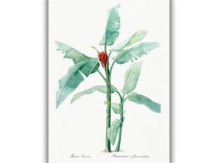 Reprodukcija Vintažinė botanika: Bananmedis, 30x40 cm kaina ir informacija | Reprodukcijos, paveikslai | pigu.lt