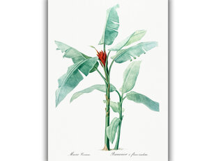 Reprodukcija Vintažinė botanika: Bananmedis, 40x60 cm kaina ir informacija | Reprodukcijos, paveikslai | pigu.lt