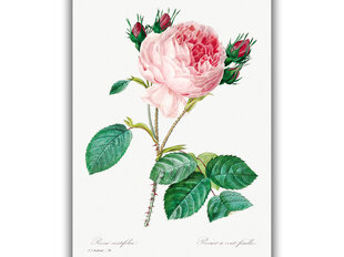 Reprodukcija Vintažinė botanika: Kopūstinė rožė, 40x60 cm kaina ir informacija | Reprodukcijos, paveikslai | pigu.lt