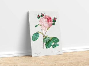 Reprodukcija Vintažinė botanika: Kopūstinė rožė, 40x60 cm kaina ir informacija | Reprodukcijos, paveikslai | pigu.lt