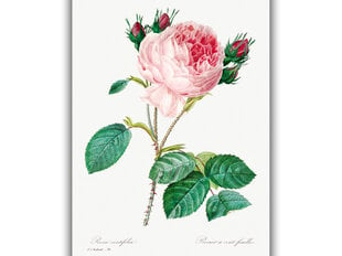 Reprodukcija Vintažinė botanika: Kopūstinė rožė, 100x70 cm kaina ir informacija | Reprodukcijos, paveikslai | pigu.lt