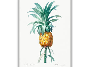 Reprodukcija Vintažinė botanika: Ananasas, 40x60 cm kaina ir informacija | Reprodukcijos, paveikslai | pigu.lt