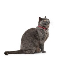Hunter Flashlight antkaklis katėms, raudonas, 17,1 x 3,6 x 2,5 cm. kaina ir informacija | Pavadėliai, antkakliai, petnešos katėms | pigu.lt
