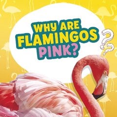 Why Are Flamingos Pink? kaina ir informacija | Knygos paaugliams ir jaunimui | pigu.lt