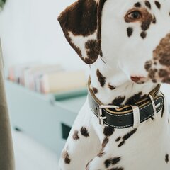 Hunter Aalborg šuns antkaklis, juodas, 20-24 cm kaina ir informacija | Antkakliai, petnešos šunims | pigu.lt