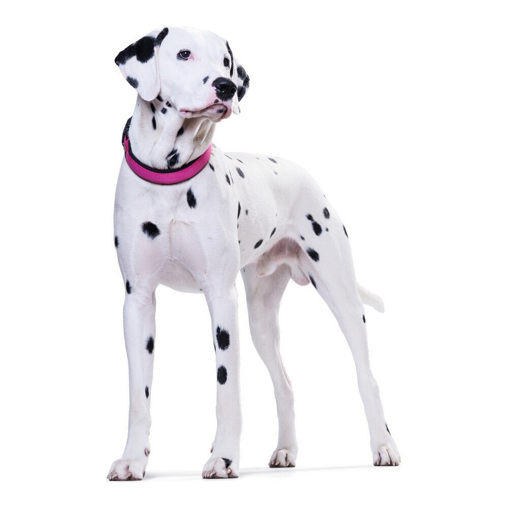 Hunter Neopren Vario šuns antkaklis, rožinis kaina ir informacija | Antkakliai, petnešos šunims | pigu.lt