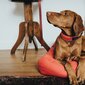 Šuns antkaklis Hunter Divo, raudona kaina ir informacija | Antkakliai, petnešos šunims | pigu.lt
