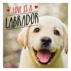 Love is a Labrador: A Lab-Tastic Celebration of the World's Favourite Dog kaina ir informacija | Fotografijos knygos | pigu.lt