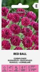 Rugiagėlės red ball цена и информация | Семена цветов | pigu.lt
