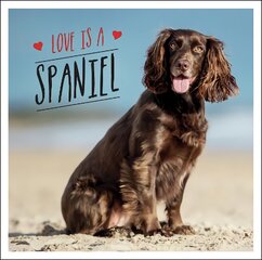 Love is a Spaniel: A Dog-Tastic Celebration of the World's Most Lovable Breed kaina ir informacija | Fotografijos knygos | pigu.lt
