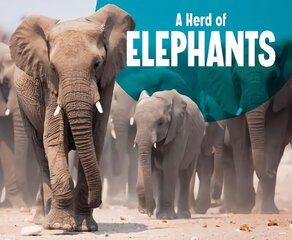 Herd of Elephants цена и информация | Книги для подростков  | pigu.lt