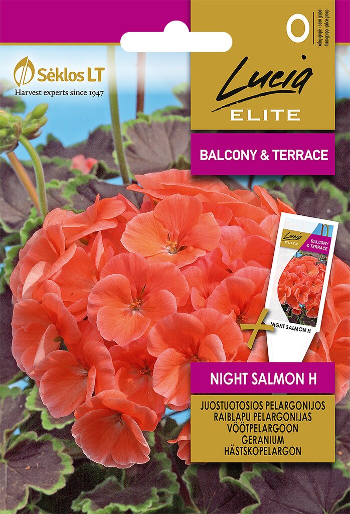 Pelargonijos juostuotosios night salmon h kaina ir informacija | Gėlių sėklos | pigu.lt