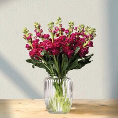 Kvapiosios raudonos leukonijos Matthiola, 19 vnt. kaina ir informacija | Gyvos gėlės | pigu.lt