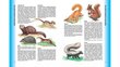 Большая энциклопедия животных kaina ir informacija | Lavinamosios knygos | pigu.lt
