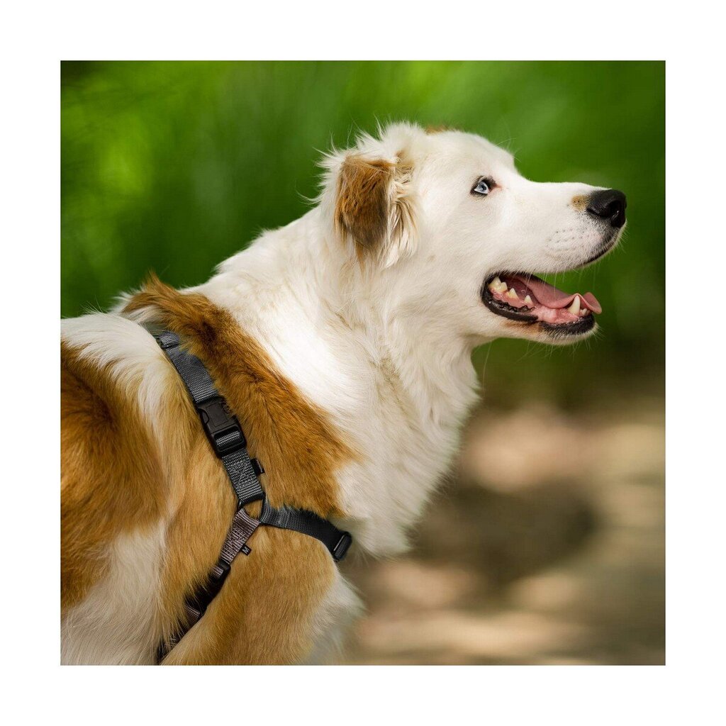 PetSafe Easy Walk petnešos ir pavadėlis šunims цена и информация | Antkakliai, petnešos šunims | pigu.lt