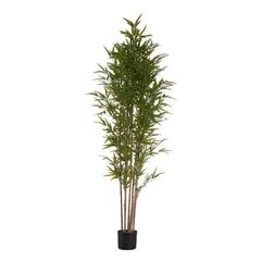 Dekoratyvinis augalas Bambukas kaina ir informacija | Dirbtinės gėlės | pigu.lt