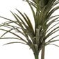Dekoratyvinis augalas Palmė kaina ir informacija | Dirbtinės gėlės | pigu.lt