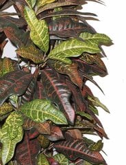 Искусственное растение Croton, 170см цена и информация | Искусственные цветы | pigu.lt