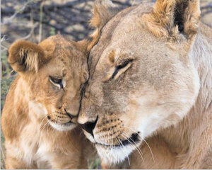 Алмазная мозаика 40x50 cm.  "Loving Lioness" цена и информация | Алмазная мозаика | pigu.lt