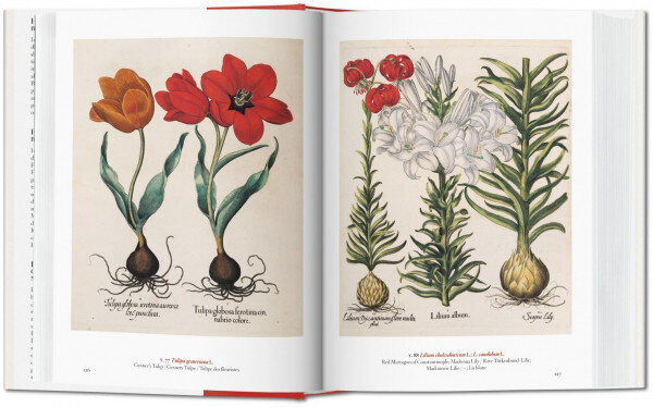 Garden Eden. Masterpieces of Botanical Illustration. 40th Ed. Multilingual edition цена и информация | Knygos apie meną | pigu.lt