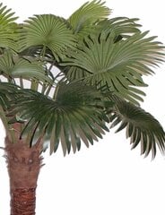 Dirbtinis augalas Palmė 200cm kaina ir informacija | Dirbtinės gėlės | pigu.lt