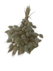 Сухие травы, Зайцехвост, 100 шт. цена и информация | Принадлежности для флористики | pigu.lt