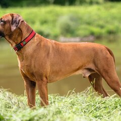Šuns antkaklis Hunter Neopren, raudona, 28-30 cm kaina ir informacija | Antkakliai, petnešos šunims | pigu.lt