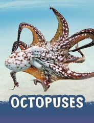 Octopuses kaina ir informacija | Knygos paaugliams ir jaunimui | pigu.lt