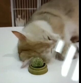 Kačių laižymo žaislas- kamuoliukas katei su katažolėmis kaina ir informacija | Žaislai katėms | pigu.lt