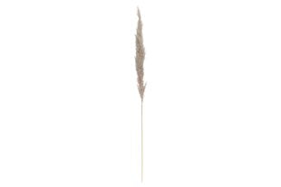 4Living Pampas natural 110 cm 3 vnt kaina ir informacija | Dirbtinės gėlės | pigu.lt