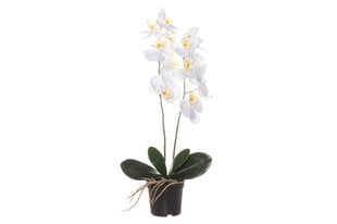 4Living orchidėja vazone 59 cm kaina ir informacija | Dirbtinės gėlės | pigu.lt