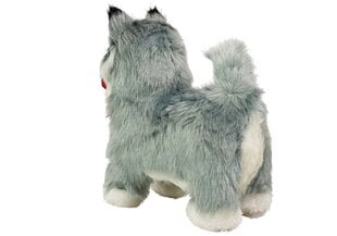 Interaktyvus šuo Haskis, pilkas kaina ir informacija | Minkšti (pliušiniai) žaislai | pigu.lt