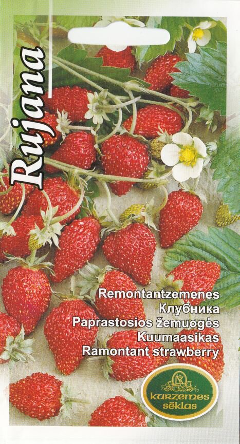 Paprastosios žemuogės Rujana kaina ir informacija | Daržovių, uogų sėklos | pigu.lt