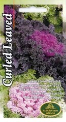 Dekoratyviniai Kopūstai Curled Leaved kaina ir informacija | Gėlių sėklos | pigu.lt