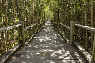 Фотообои - Мангровый лес  375x250 см цена и информация | Фотообои | pigu.lt