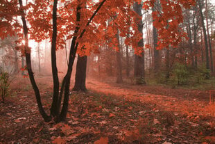 Фотообои - Туманный лес  375x250 см цена и информация | Фотообои | pigu.lt