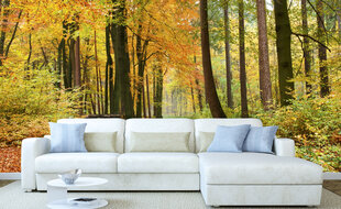 Фотообои - Осенний лес  375x250 см цена и информация | Фотообои | pigu.lt