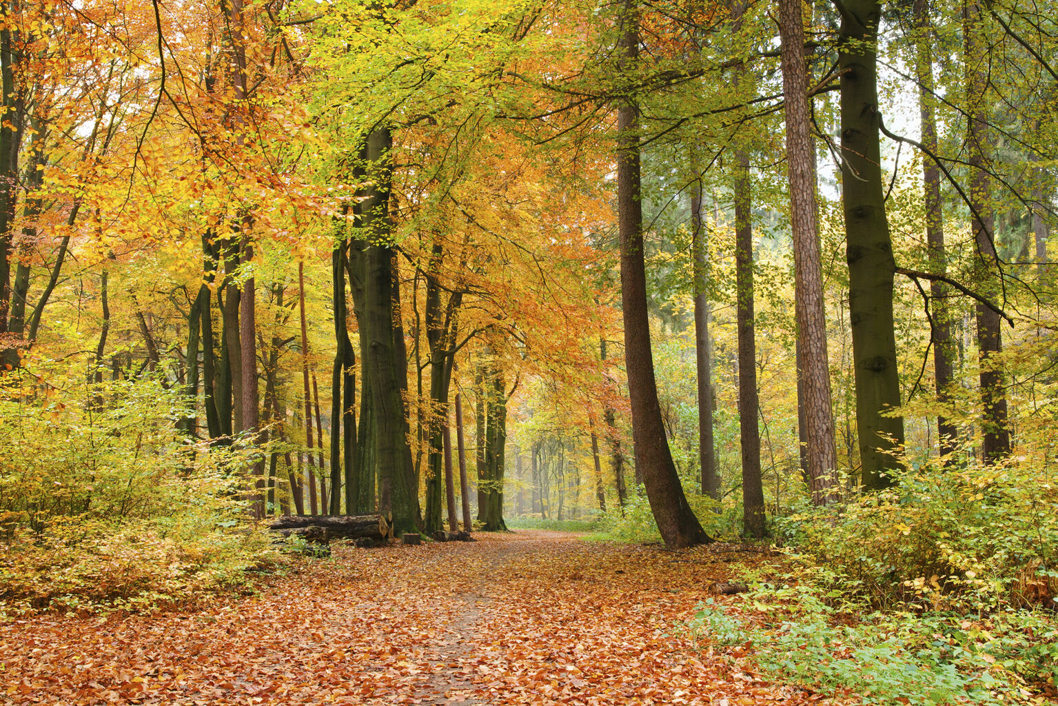 Fototapetai - Rudens miškas kaina ir informacija | Fototapetai | pigu.lt