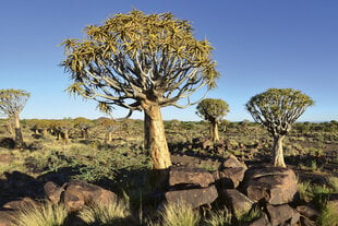 Fototapetai - Namibija kaina ir informacija | Fototapetai | pigu.lt