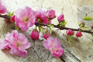 Fototapetai - Sakura kaina ir informacija | Fototapetai | pigu.lt