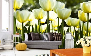 Фотообои - Белые тюльпаны 375x250 см цена и информация | Фотообои | pigu.lt