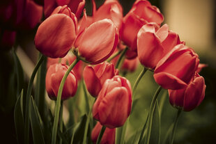 Fototapetai - Raudonos tulpės kaina ir informacija | Fototapetai | pigu.lt