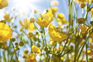 Фотообои - Желтые цветы на лугу 375x250 см цена и информация | Фотообои | pigu.lt